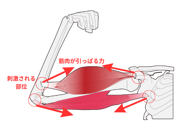 引っぱる力