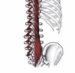 腰部多裂筋の解剖図