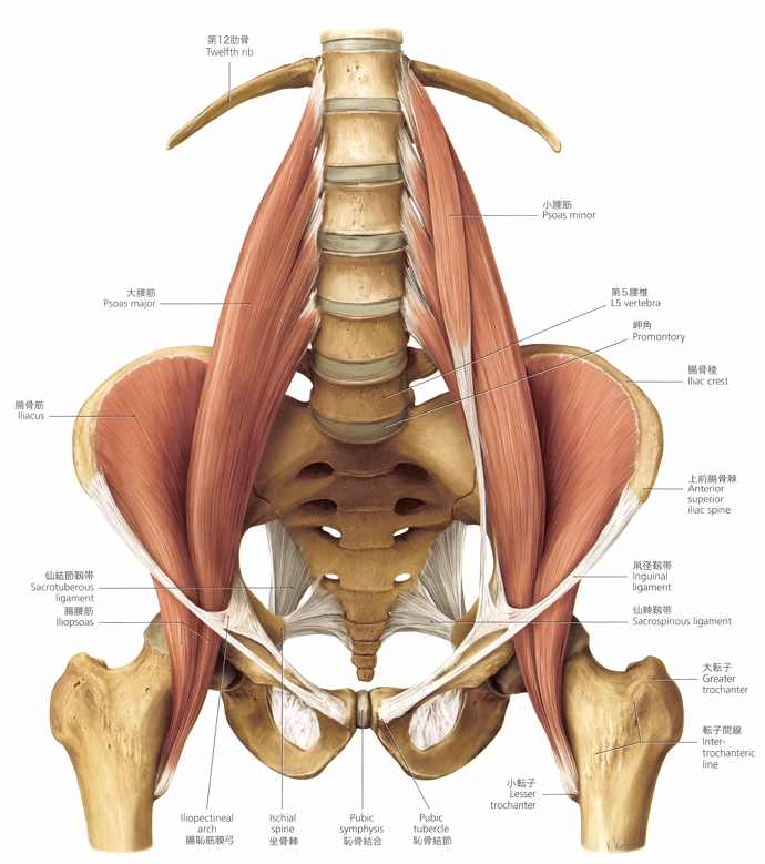 腸腰筋の解剖図