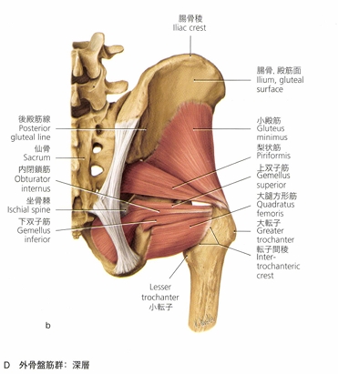 股関節の筋肉の解剖図
