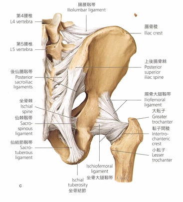 股関節の靭帯の解剖図