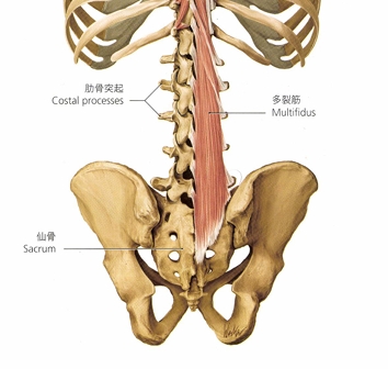 腰の多裂筋の解剖図