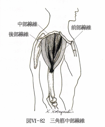 三角筋の筋硬結