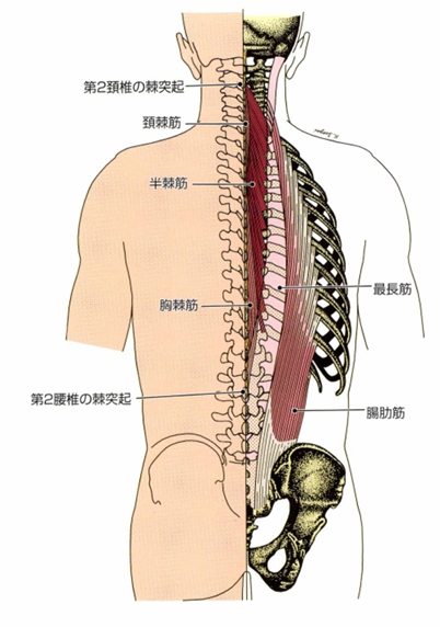 脊柱起立筋の解剖図