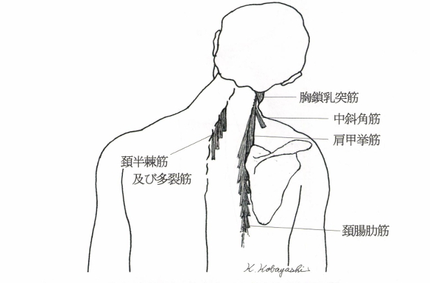 頸椎側屈運動に関与する筋肉