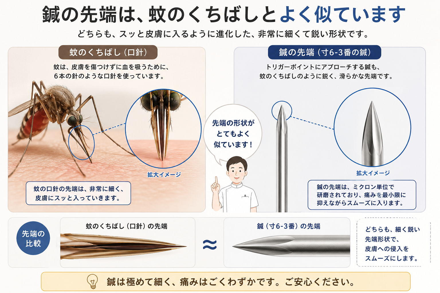 蚊のくちばしと鍼の形状を比較したイラスト