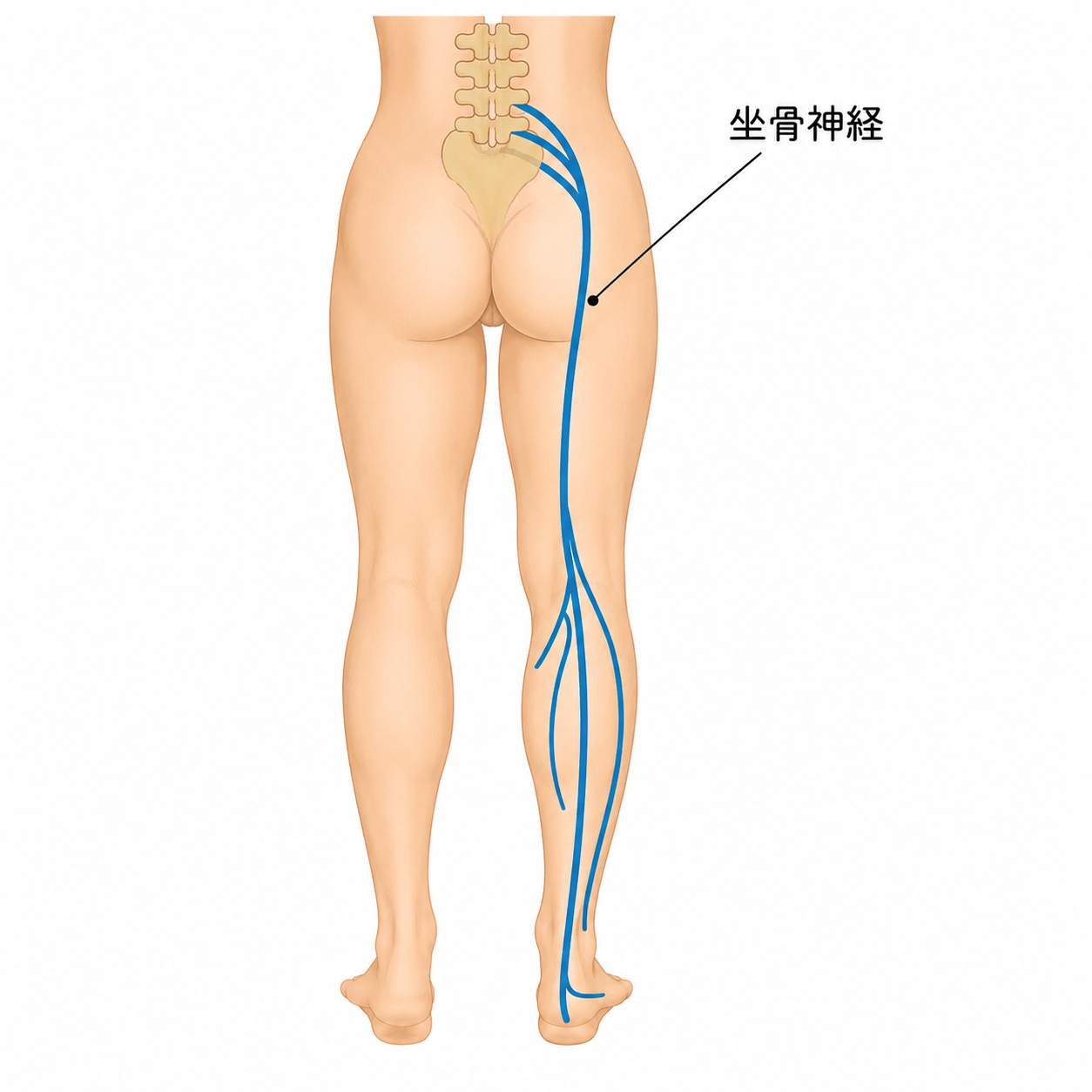 坐骨神経の解剖図