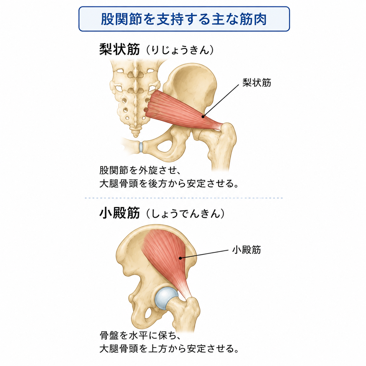 梨状筋や小殿筋が股関節の安定に寄与する説明するイラスト