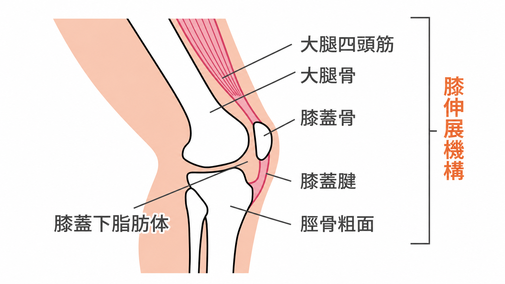 膝伸展機構