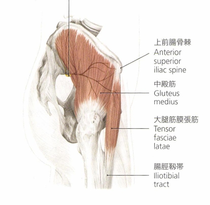 大腿筋膜張筋